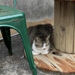 くるまえびキッチンTAMAYA - 外にいた猫