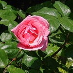 メゾン ランドゥメンヌ - 