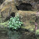 ホテル鹿島ノ森 - わさびが生えてた