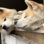 赤湯ラーメン 龍上海 赤湯本店 - 本店の癒し