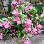 シークレット レストラン カメ - 