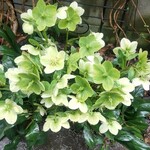 シークレット レストラン カメ - 