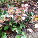 シークレット レストラン カメ - 