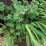 ひろ作 - 入り口の植木さんでーす。③