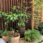 ひろ作 - 入り口の植木さんでーす。①