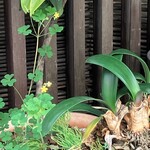 ひろ作 - 入り口の植木さんでーす。②