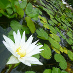 Tongsai Bay Cottages & Hotel - スコールの後