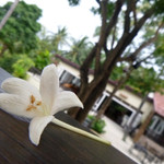 Tongsai Bay Cottages & Hotel