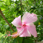 Tongsai Bay Cottages & Hotel - ホテル／庭にはあちこちに花が♪