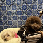 恵比寿初代 鷺沼店 - 