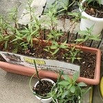 てづくり舎 ふぁ～もあ - 蓼（だて）の葉