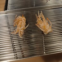 てんぷら山の上 Ginza - 