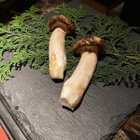 Shangri-La's secret ROPPONGI - 