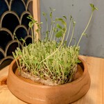 ニューサカナヤキオ - 豆苗が可愛くリサイクル栽培されてました