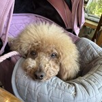 そば処 湧水 - まぁまぁご機嫌ｗ