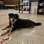 愛犬お宿 伊豆高原 - 