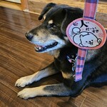 愛犬お宿 伊豆高原 - 