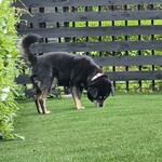 愛犬お宿 伊豆高原 - 