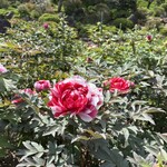 noodle shop arakawa - 