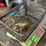 Shine Talay - ロブスター 600g x2