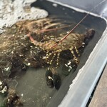 Shine Talay - ロブスター