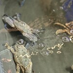 Shine Talay - カニ