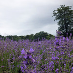 Tambara Lavender Park - 見事なラベンダー畑