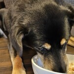 愛犬お宿 伊豆高原 - 