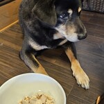 愛犬お宿 伊豆高原 - 