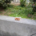 元祖 大阪お好み焼き 桃太郎 - ・この塀がテーブルです、@たこ焼き屋、という名前の、たこ焼き屋、食べログにはお店が無いのでレビューはしないけど、これで300円て衝撃ですよ、地元民は200円、大阪すげー