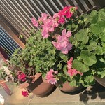 ららららーめんや - 人から押し付けられたみたいに言ってたけど、愛されてる感じもするゼラニウム^_^