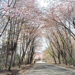 銀水食堂 - オマケ・岩木山麓のオオヤマザクラ