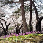 銀水食堂 - オマケ・桜林の染井吉野とカタクリの花