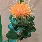 馬車道 大かわ - 紅花