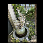 郷土料理ともん - ともん入口　山の知人から頂いた桜　戻ってきたらたちまち、開花したそうです〜　byまみこまみこ