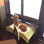 Kyukaruizawa Company cafeteria - 看板犬ＪＪ＆ＰＰです。店内ペットＯＫです！