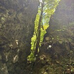 コニファーいわびつ - 