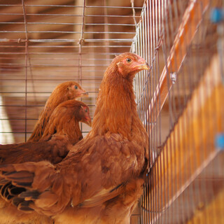 あきらの鶏肉は希少で特別