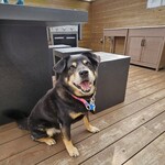 THE GLAMPING 箱根十国峠 - 