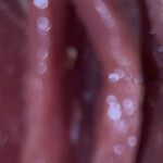 はなの舞 - お待ちどお〜様です、サービスショット！