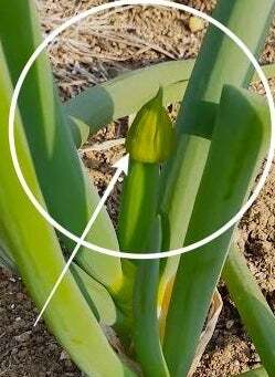 田舎食堂 みっちゃん - 原ノ町（食堂）の写真