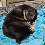 THE GLAMPING 箱根十国峠 - 