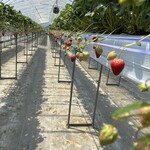 まるおファーム - 