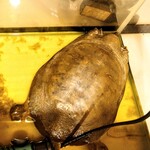 居酒屋 さか盛 - お店の看板キャラ「すっぽんくん」　※大き過ぎるので、あまり動けません（笑）