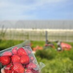 いちご農家Cafe Goccia - 