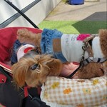 来夢 - ワンコオッケー