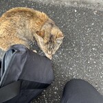 まるいち食堂 - 