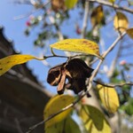 ヴィラ・デラ・パーチェ - 