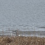 ヴィラ・デラ・パーチェ - 