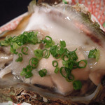 衛藤 - 岩牡蠣　ズームアップ